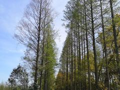 -上海长兴岛郊野公园