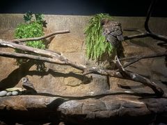 -夜间野生动物园