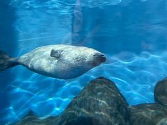 -上海海洋水族馆