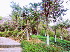 -仙岳公园