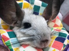 -严国平动物医院(德政总院)