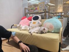 -1013 PET SHOP精品宠物商店(丁香店)
