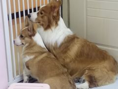 -我爱猫咪·猫咖·狗咖·安哥拉兔·羊驼咖(小寨华旗店)