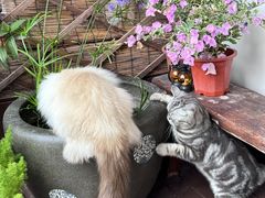 -有猫主题·治愈系猫咖(曾厝垵店)