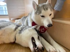 -Husky Go! 哈士奇体验馆·宠物咖啡厅狗咖