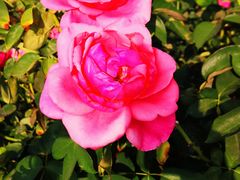 -亚龙湾国际玫瑰谷