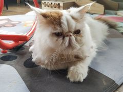 -东方名猫馆·英短金渐层布偶猫舍(环线广场1号楼店)