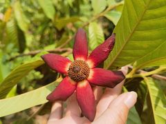 -中国科学院西双版纳热带植物园