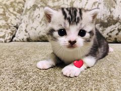 -BABIT巴比特宠物(MOMOPARK店)