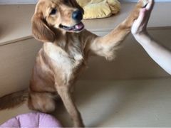 -Husky Go! 哈士奇体验馆·宠物咖啡厅狗咖