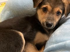 -萌兽医馆·犬猫专科·眼科中心·宠物医院(朝阳门分院)