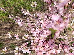 -永定河休闲森林公园