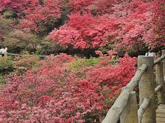 -木兰云雾山