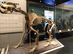 -北京周口店北京人遗址博物馆