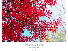 -顾村公园
