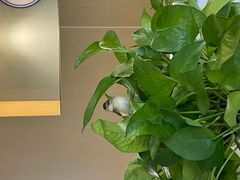 -前进5路汉堡炸鸡(汉街skp店)