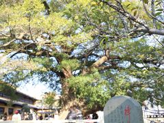 -江心屿景区