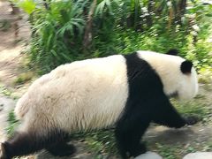 -都江堰中华大熊猫苑