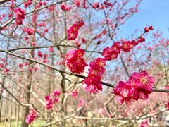 -梅花山(明孝陵内)