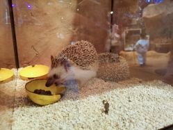 -奇幻萌宠部落(映月湖环宇城店)