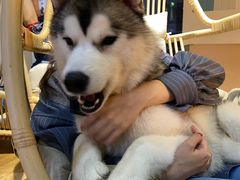 -Husky Go! 哈士奇体验馆·宠物咖啡厅狗咖