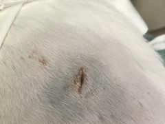 -纳吉亚猫专科动物医院博雅分院