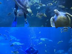 -左海海底世界