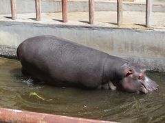 -青藏高原野生动物园