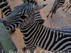 -深圳野生动物园