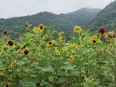 -新安江山水画廊风景区