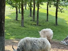 -北京野生动物园