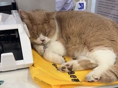 -伟伟宠物医院·CT影像中心·瑞派犬猫综合性门诊(汉口总院)