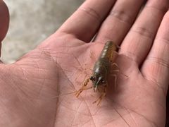 -老街饭庄(扬子江北路总店)