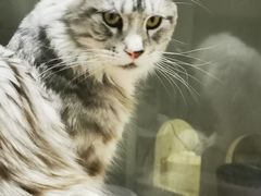 -猫在这儿猫咪咖啡馆·撸猫馆