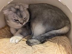 -猫小院猫主题咖啡厅(北锣店)