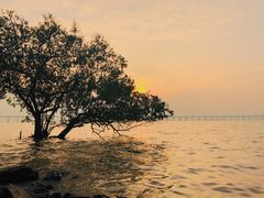 -宝安西湾红树林湿地公园