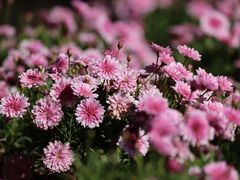 -观澜湖生态运动公社