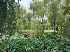 -桂湖森林公园