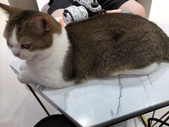 -藏猫猫咖啡主题馆(中央大道店)