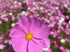 -花开海上生态园