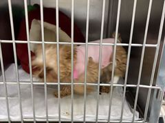 -汪喵宠物医院·骨科心脏影像·犬猫急重症ICU诊疗中心(成华分院)