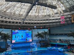 -海合安成都极地海洋公园