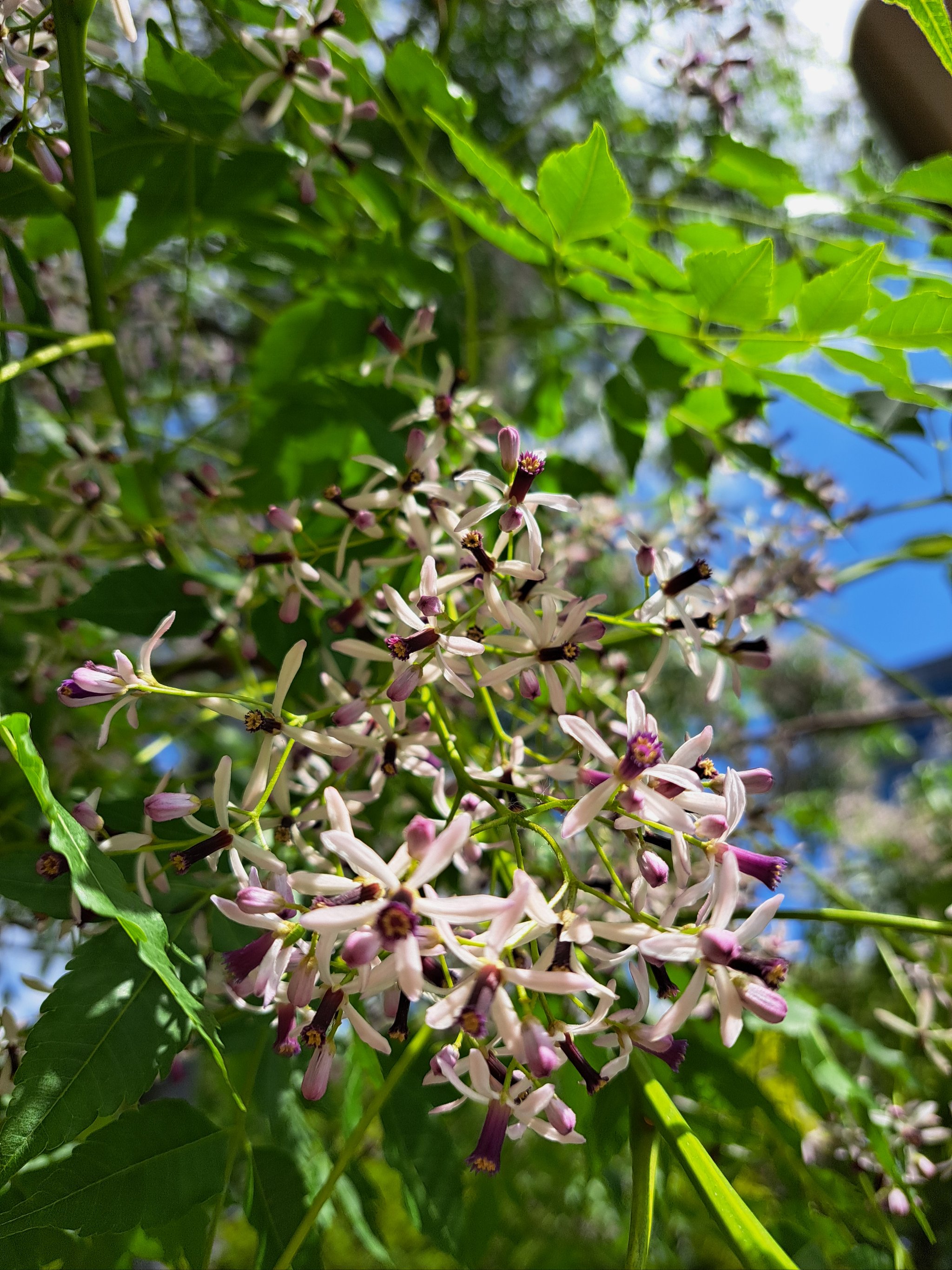 苦槠花图片