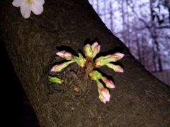 -石榴姐•山城小馆(创始店)