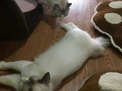 -李小姐の猫咖啡馆(五角场店)