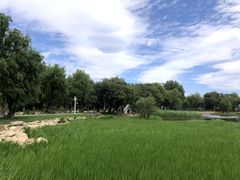 -洱海月湿地公园