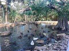 -西霞口神雕山野生动物世界