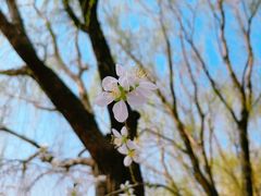 -桃花堤公园