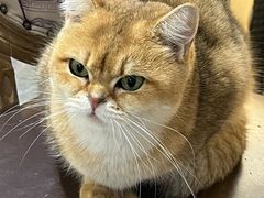 -猫小院猫主题餐厅(南锣旗舰店)
