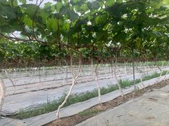 -金谷域澳洲庄园